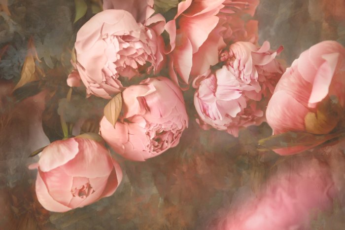 Papier peint  Gros plan de pivoines roses dans un style rétro