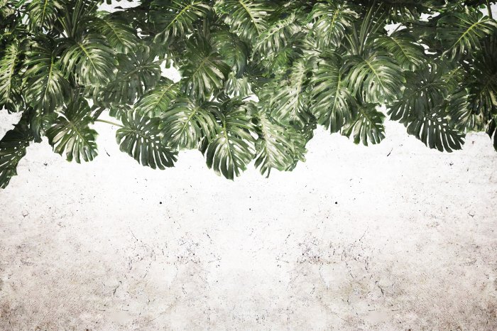 Papier peint  Feuilles de monstera vertes suspendues au-dessus