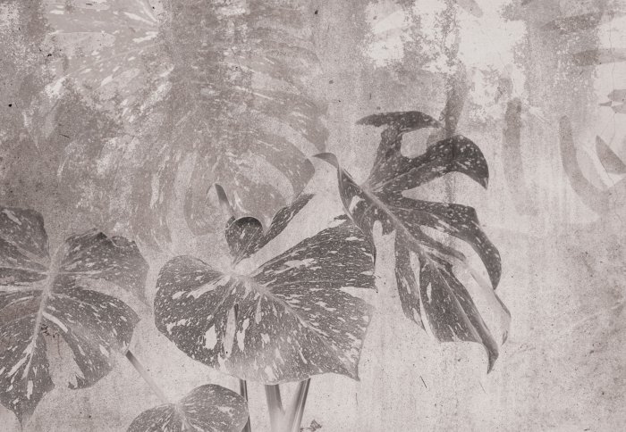 Papier peint  Motif botanique de feuilles de Monstera en gris