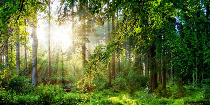 Papier peint  Paysage de forêt verte au matin
