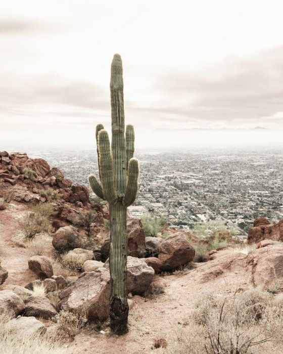 Tableau  Cactus et végétation dans le désert