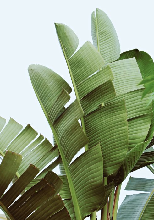 Tableau  Grandes feuilles de palmier vertes