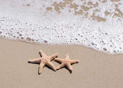 Poster  Étoiles de mer sur une plage de sable