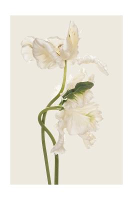 Poster  Tulipes blanches en pleine floraison