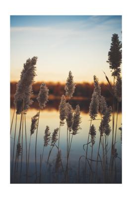 Poster  Hautes herbes sur fond de coucher de soleil