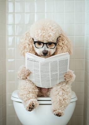 Poster  Adorable chien avec un journal sur les toilettes