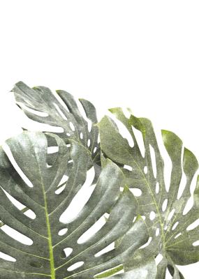 Poster  Feuilles de monstera sur fond blanc