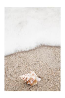 Poster  Coquillage sur une plage de sable