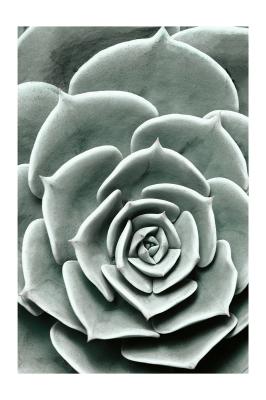 Poster  Plante verte succulente en gros plan