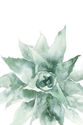 Poster  Plante verte succulente