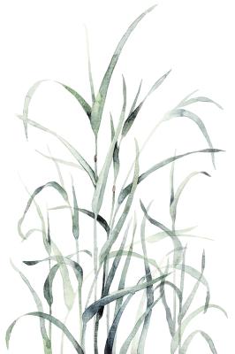 Poster  Brins d’herbe verts sur fond blanc