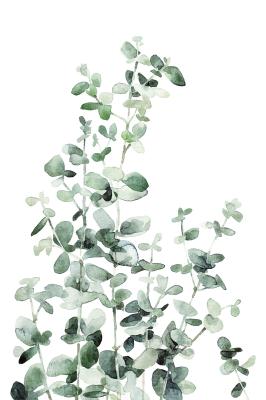 Poster  Brins d’eucalyptus sur fond blanc