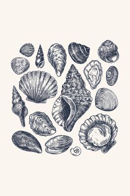 Poster  Coquillages sur fond beige