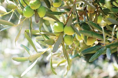 Poster  Olives vertes sur des branches