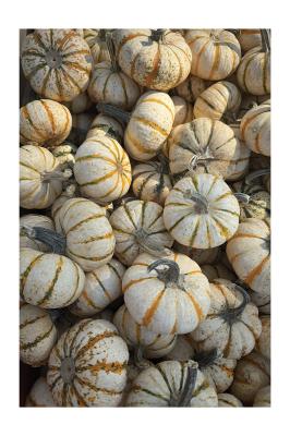 Poster  Mini-citrouilles d’automne