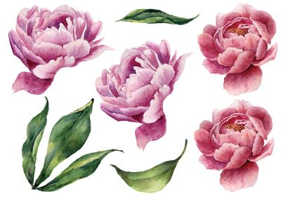 Sticker  Fleurs de pivoines roses et feuilles vertes