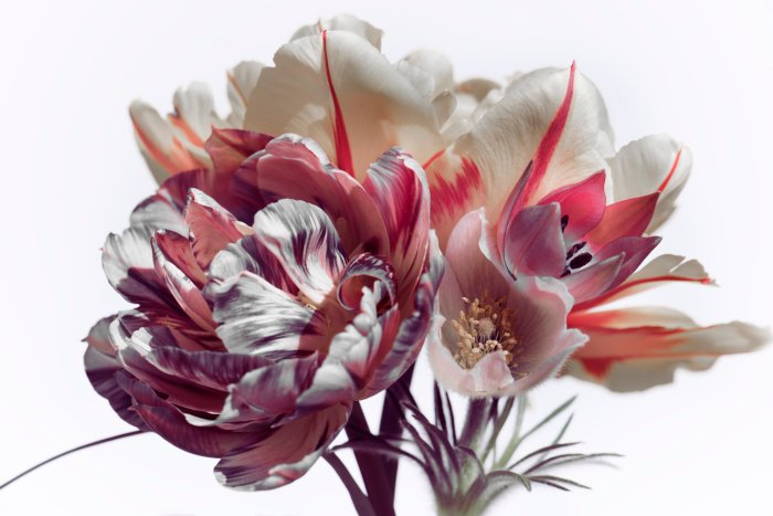 Papier peint  Tulipes sur fond clair motif floral