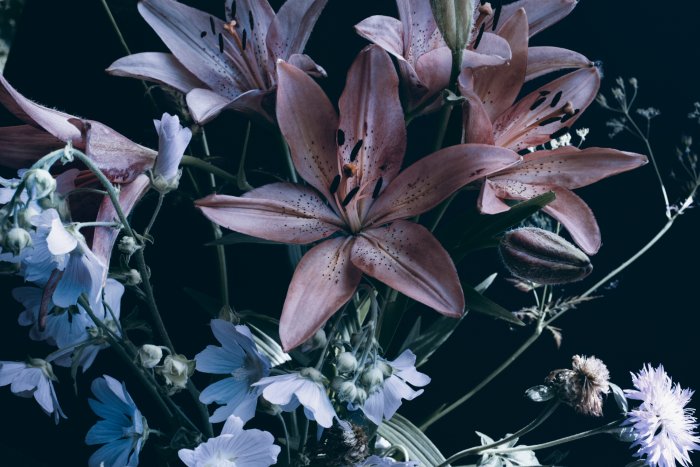 Papier peint  Fleurs de lys sur fond sombre