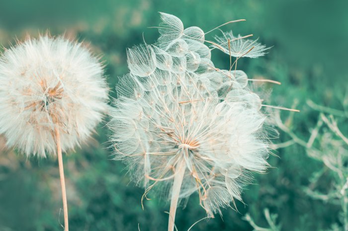 Papier peint  Pissenlits sur fond vert