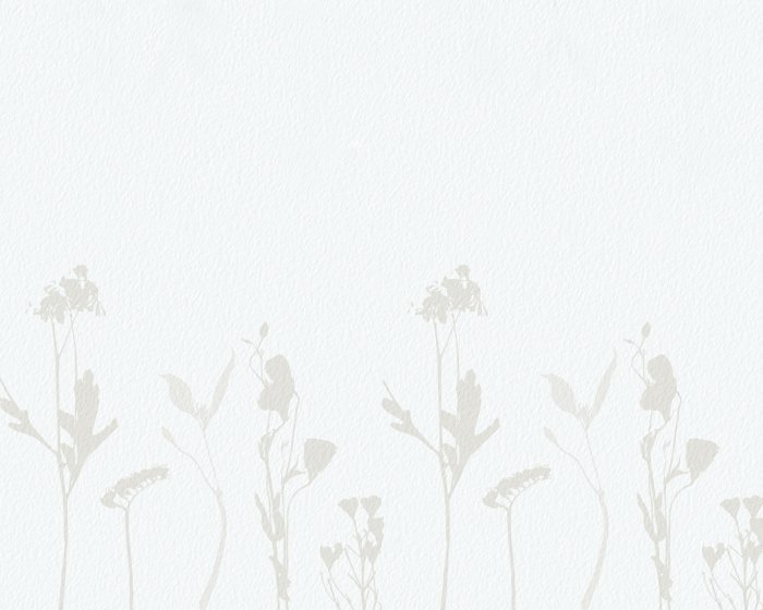 Papier peint  Fleurs sauvages délicates dans un style minimaliste sur fond clair