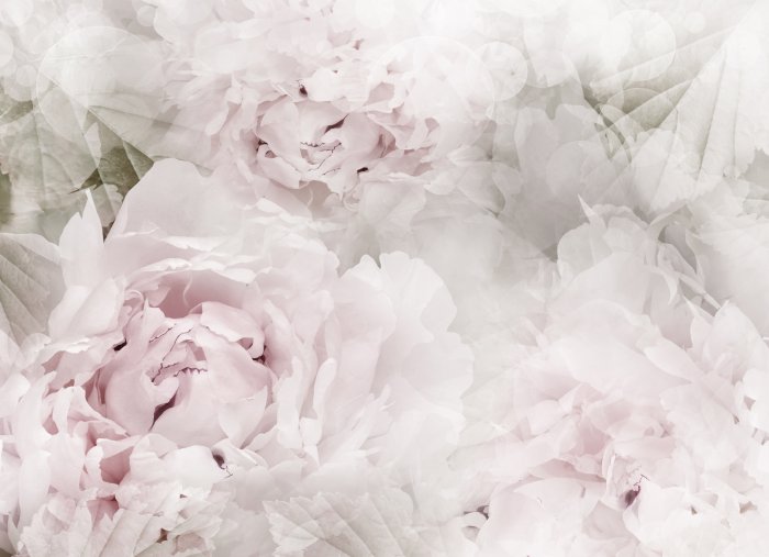 Papier peint  Motif Fleuri, Fond Pastel, Pivoines