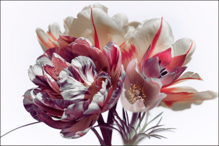 Papier peint  Bouquet de tulipes