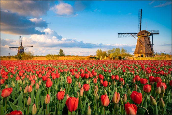 Papier peint  Champ de tulipes en fleurs