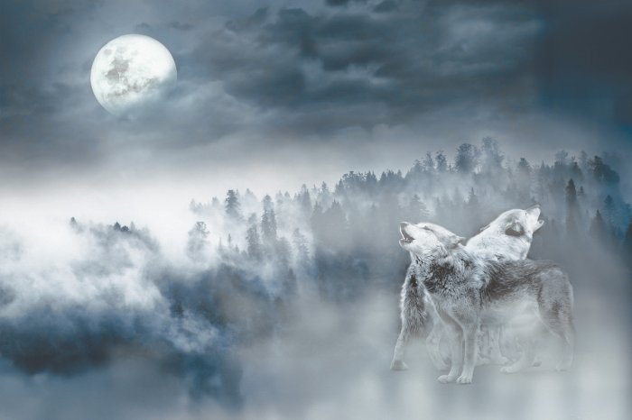 Papier peint  Loups sur fond de forêt sous la pleine lune
