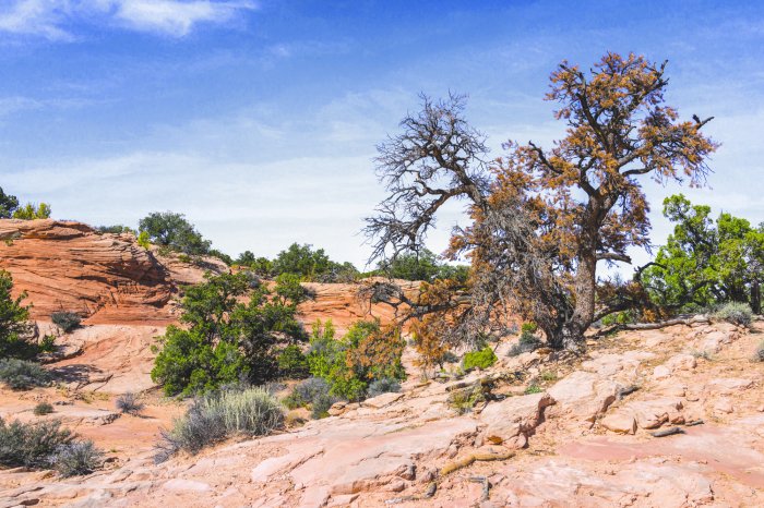 Papier peint  Désert pierreux avec végétation