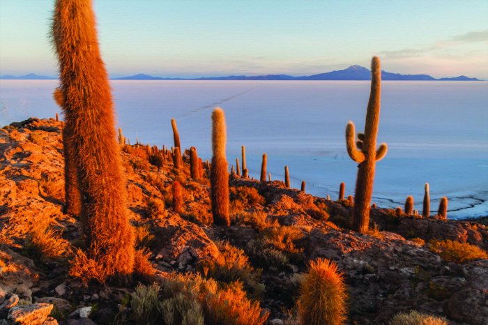 Papier peint  Cactus dans le désert sur fond de montagnes