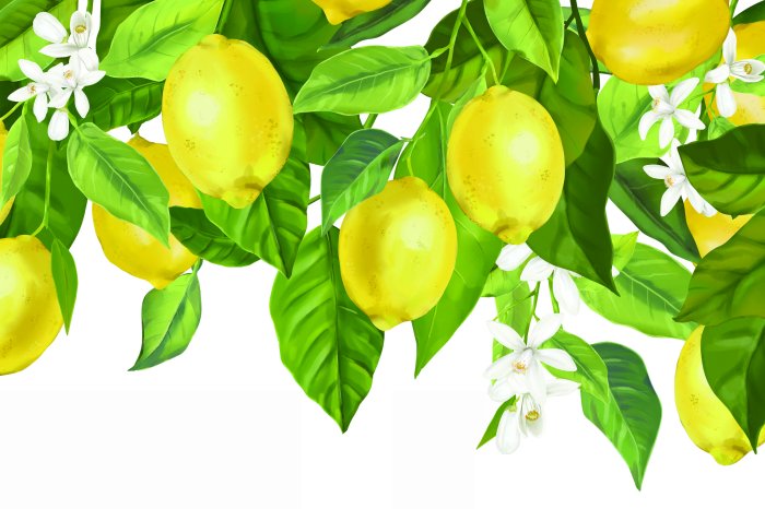 Papier peint  Citrons sur un arbre feuillu avec des fleurs