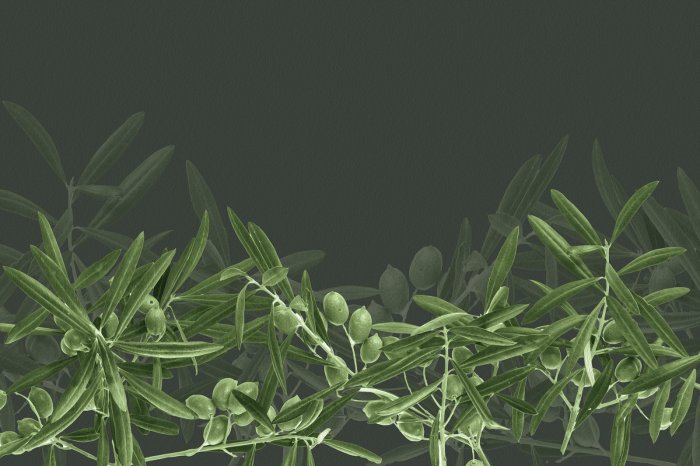 Papier peint  Branches d'olivier vertes sur fond sombre