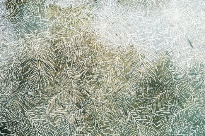 Papier peint  Croquis blanc de feuilles sur fond vert