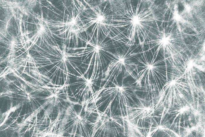 Papier peint  Pissenlits blancs sur fond gris