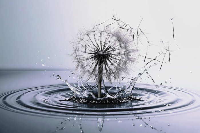 Papier peint  Pissenlit parmi l'eau