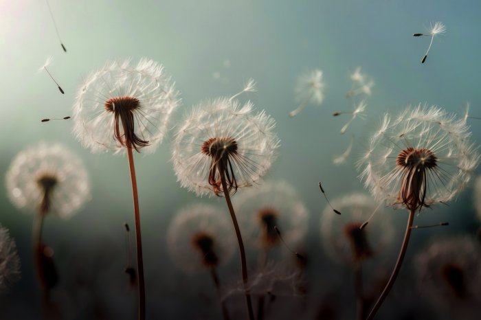 Papier peint  Prairie d'été avec pissenlits