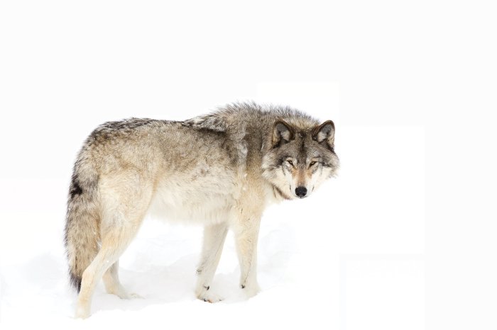 Papier peint  Loup debout sur la neige blanche