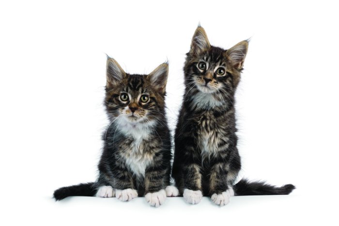 Papier peint  Petits chats duveteux sur fond blanc