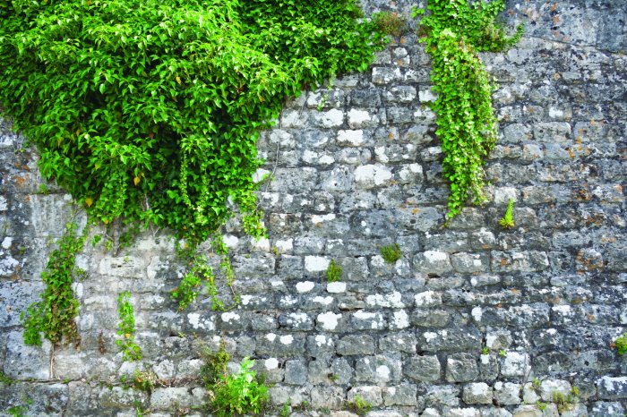 Papier peint  Lierre vert sur un mur de pierre