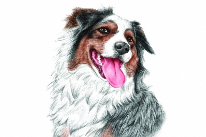 Papier peint  Portrait d'un chien de berger souriant