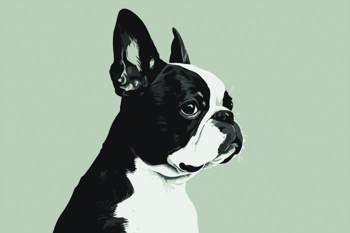 Papier peint  Portrait d’un Bouledogue Français