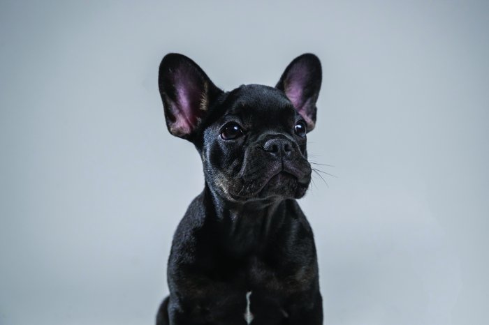 Papier peint  Chiot Bouledogue Français