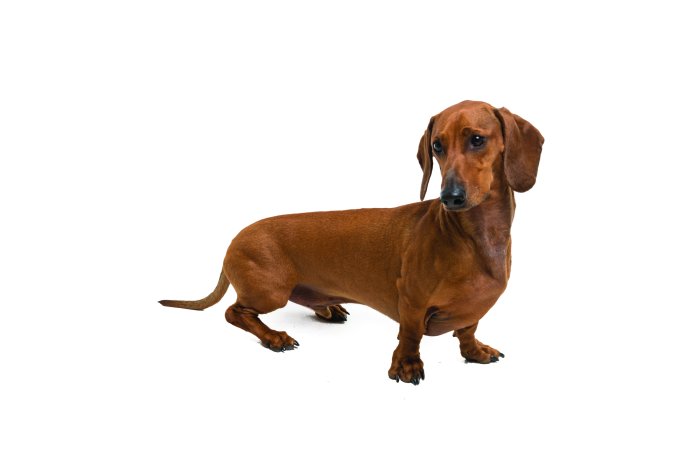 Papier peint  Teckel marron sur fond blanc