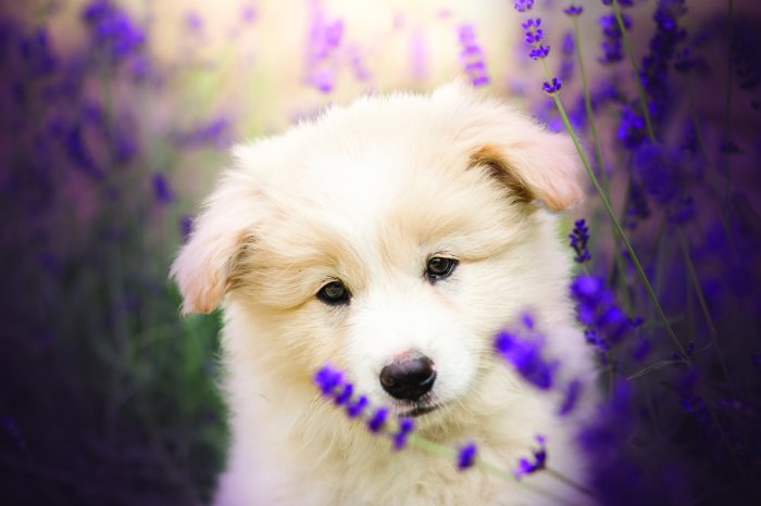 Papier peint  Petit chien blanc dans un champ de lavande