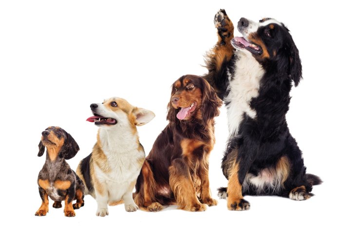 Papier peint  Chiots heureux sur fond blanc photographie