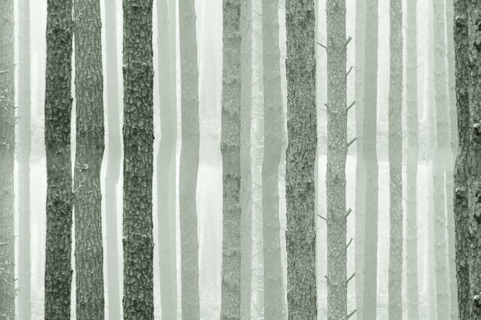 Papier peint  Troncs d'arbres dans une forêt scandinave