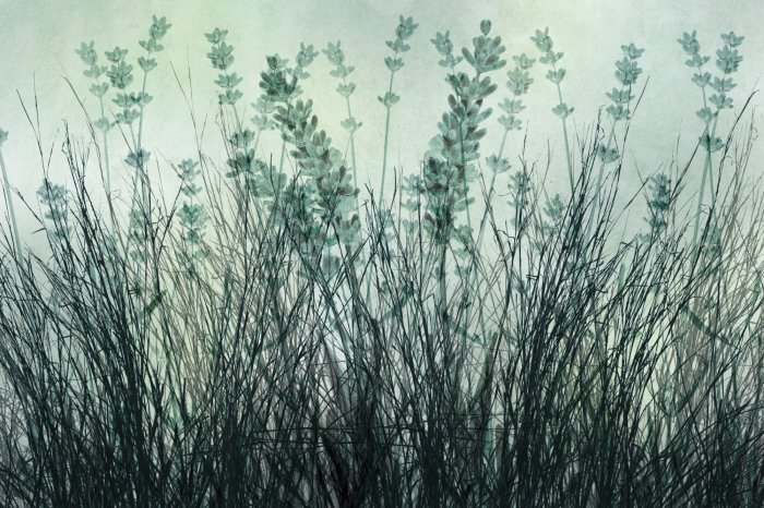 Papier peint  Prairie avec de l’herbe et des fleurs de lavande