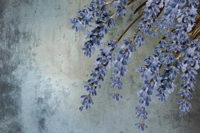 Papier peint  Fleurs de lavande violettes sur béton
