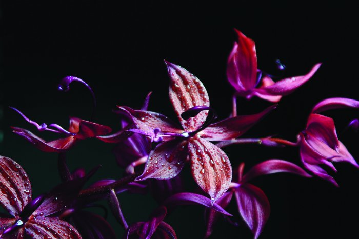 Papier peint  Orchidée en nuances de rose et de violet