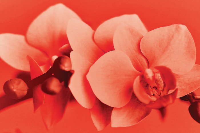 Papier peint  Fleur d'orchidée en couleurs rouges